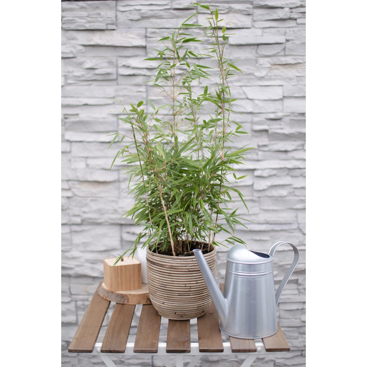 Fargesia Rufa - ↕60cm - Ø19