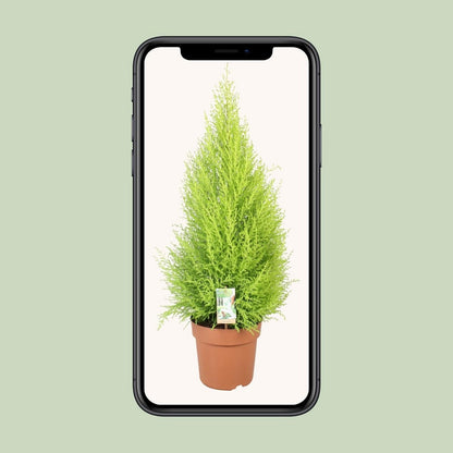 Cupressus Goldcrest Wilma - Ø21cm - ↕90cm