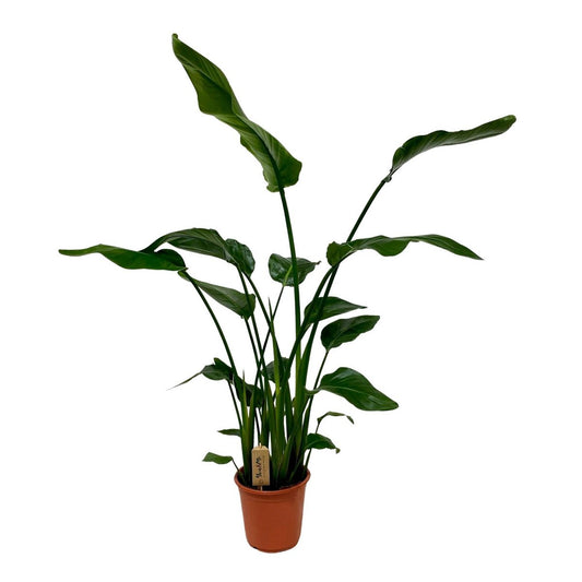 Stralitzia Nicolai - Ø21cm - ↕120cm