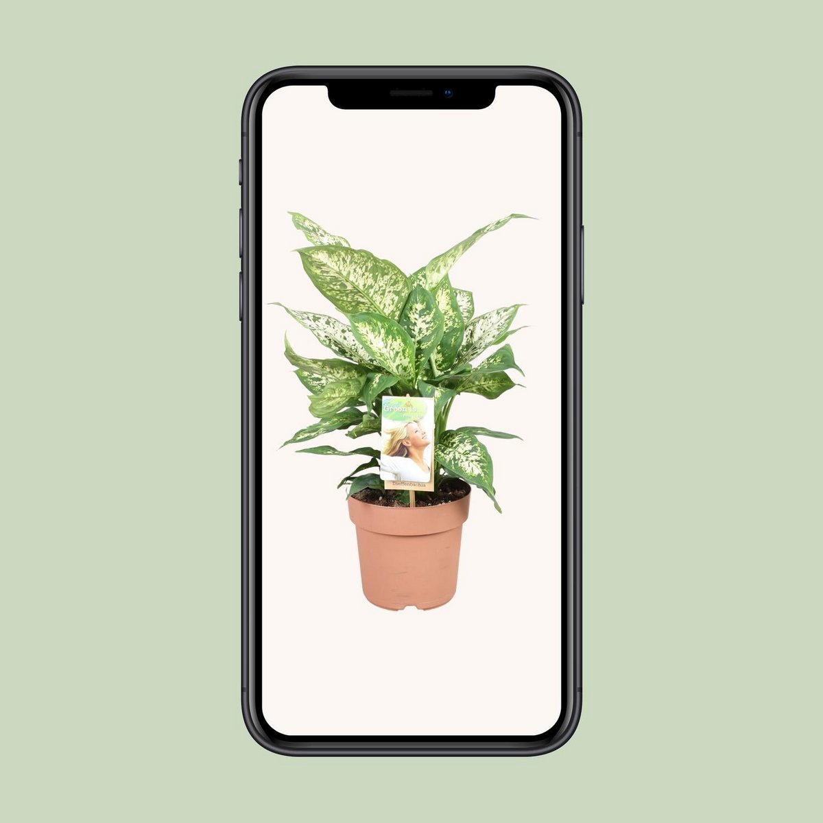 Dieffenbachia Compacta | [P17-H45]
