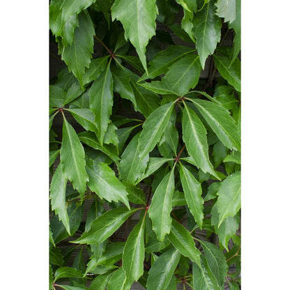 3x - Parthenocissus q. var. 'Engelmannii' - ↨65cm - Ø15