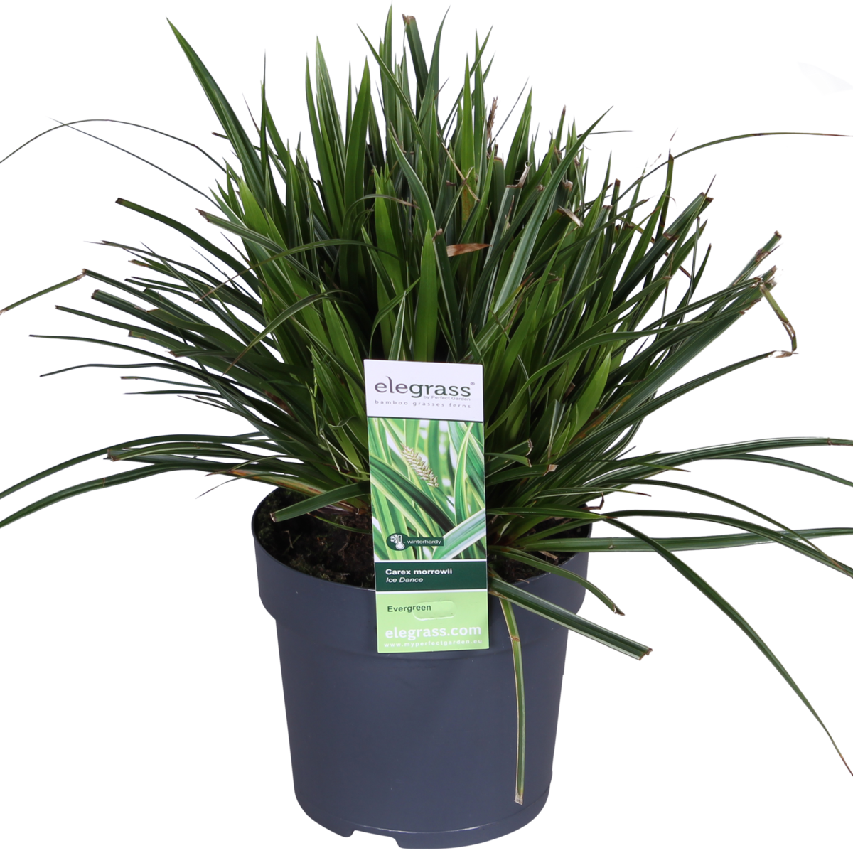3x - Carex morrowii 'Ice Dance' - ↨30cm - Ø14