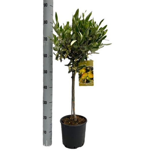 Olea Europaea "op Stam" - Ø19cm - ↕90cm