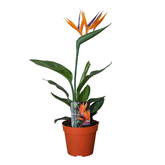 Strelitzia Reginae P13 2pp (met Kunstbloem) | [P13-H35]