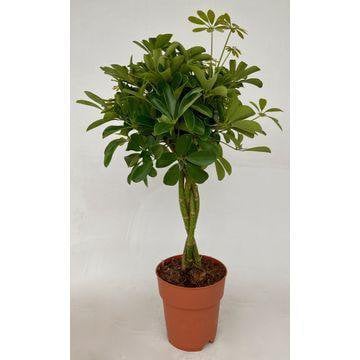 Schefflera Compacta - Ø19cm - ↕80cm