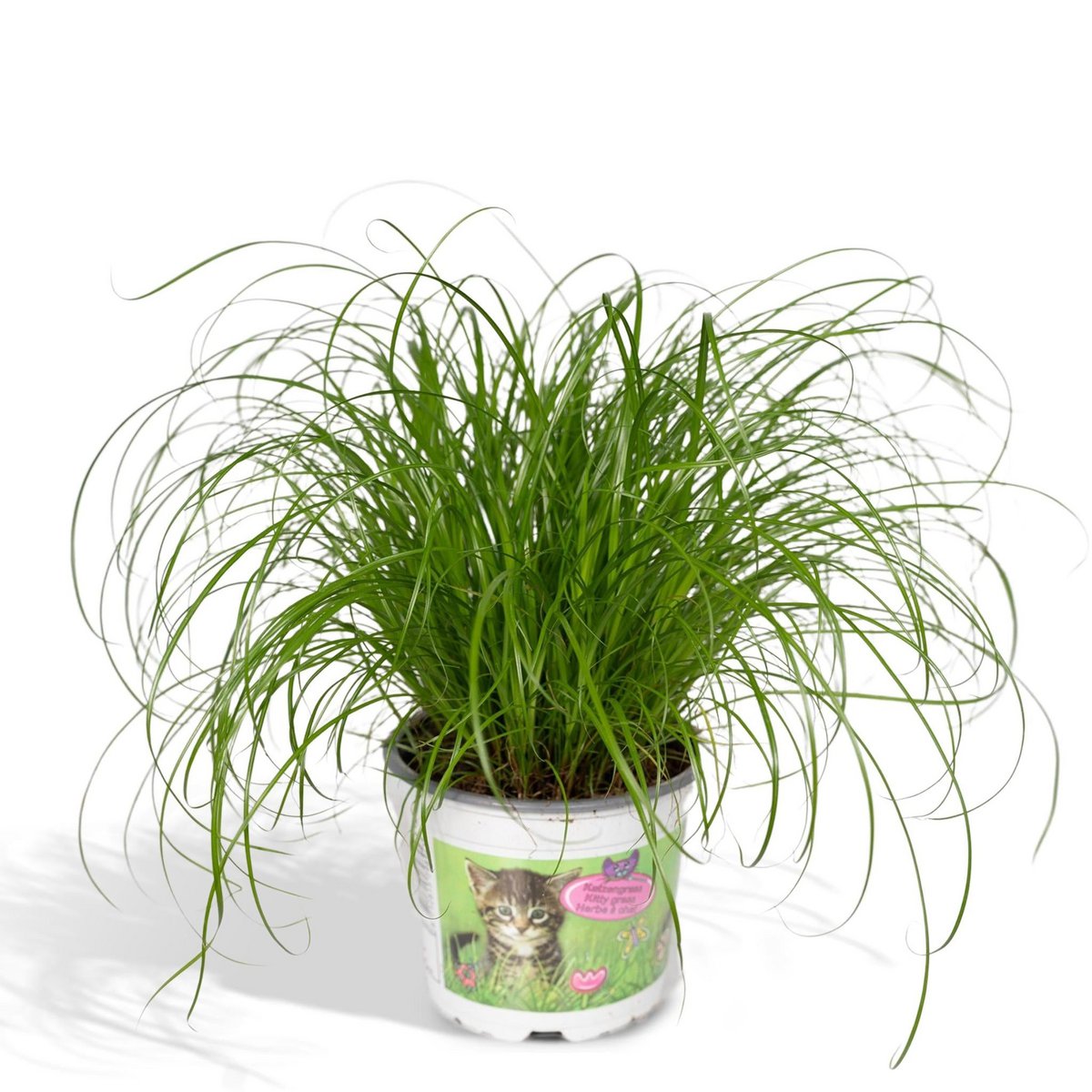 Cyperus Alternifolius - Cat Grass - Ø12cm - ↕20cm