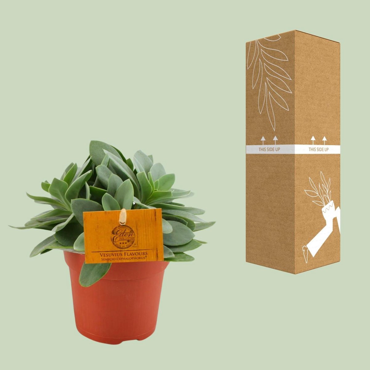 Senecio Cephalophorus - Ø10,5cm - ↕15cm