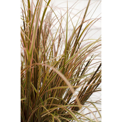 Uncinia rubra 'Everflame' - ↕30cm - Ø14