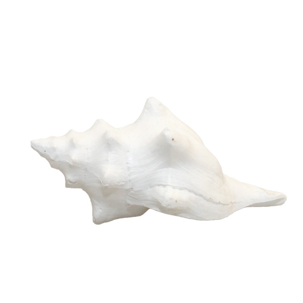 Decorative white shell 12.5x7x5cm