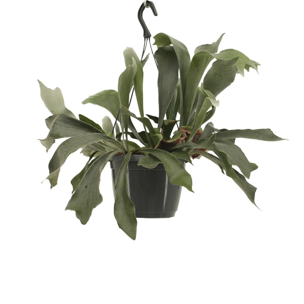 Platycerium Netherlands Hang - Staghorn fern - Ø17cm - ↕30cm