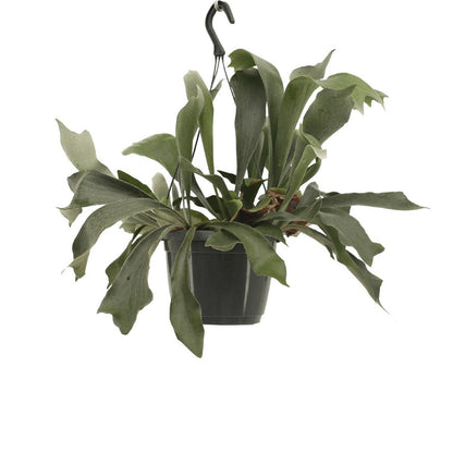 Platycerium Netherlands Hang - Staghorn fern - Ø17cm - ↕30cm