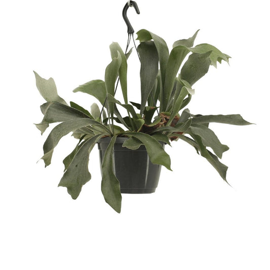 Platycerium Netherlands Hang - Staghorn fern - Ø17cm - ↕30cm