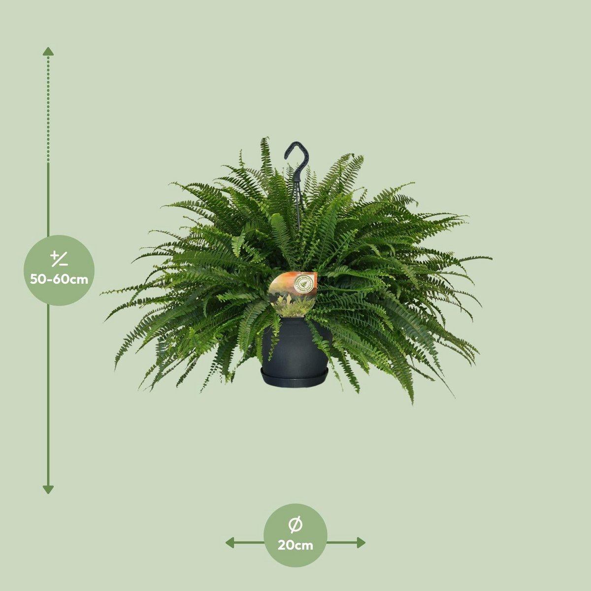 Nephrolepis Green Lady Hangpot | [P20-H60]