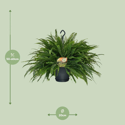 Nephrolepis Green Lady Hangpot | [P20-H60]