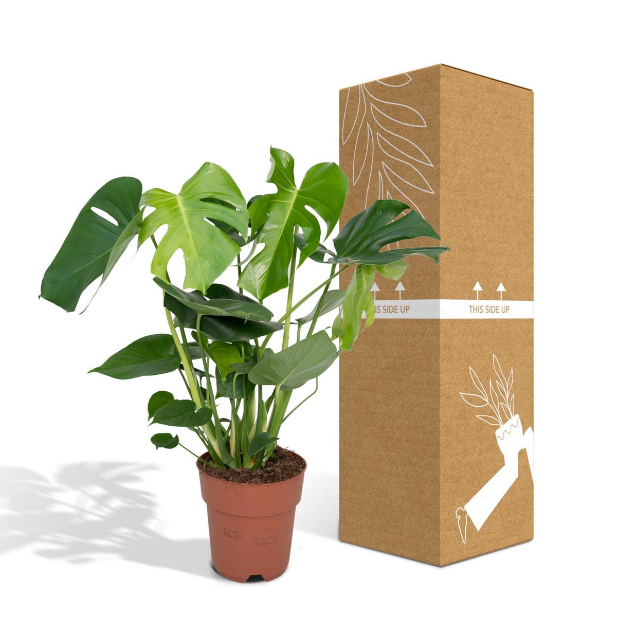 Monstera Deliciosa - Ø19cm - ↕60cm