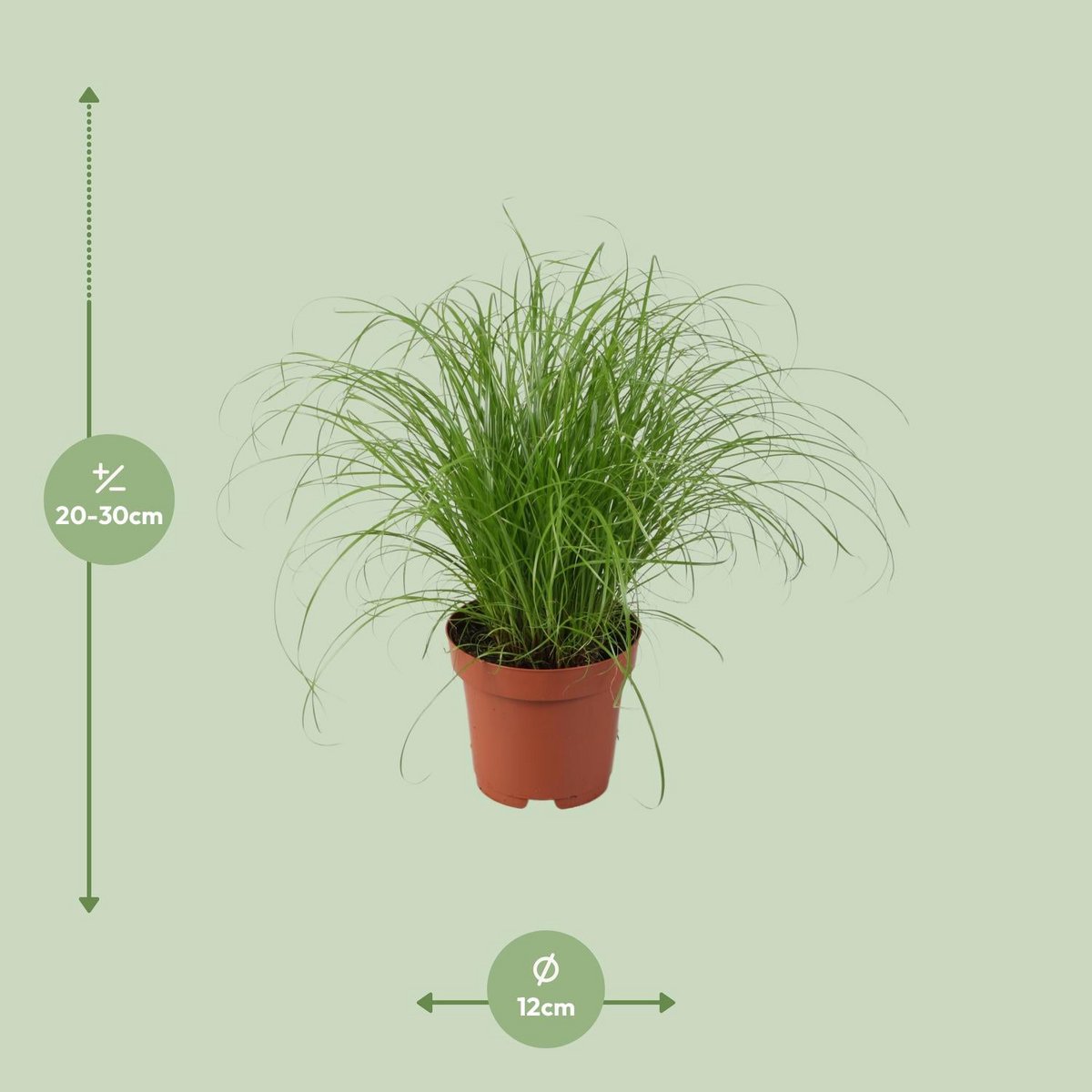 Cyperus Alternifolius Zumula Zonder Etiket | [P12-H28]