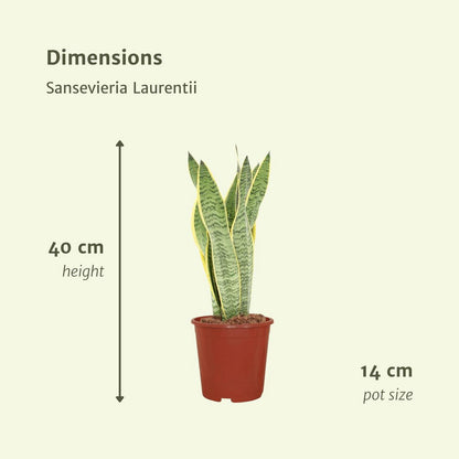 Sansevieria Laurentii - 2 pieces - ø14cm - ↕40cm