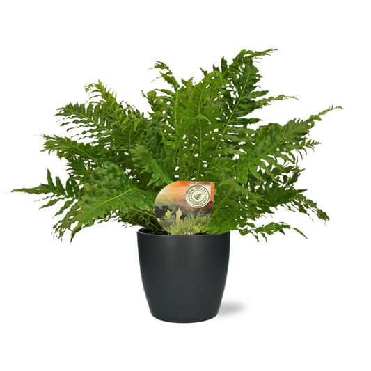 Blechnum Silver Lady - Ø17cm - ↕50cm + Pot Brussels D18x17cm - Anthracite