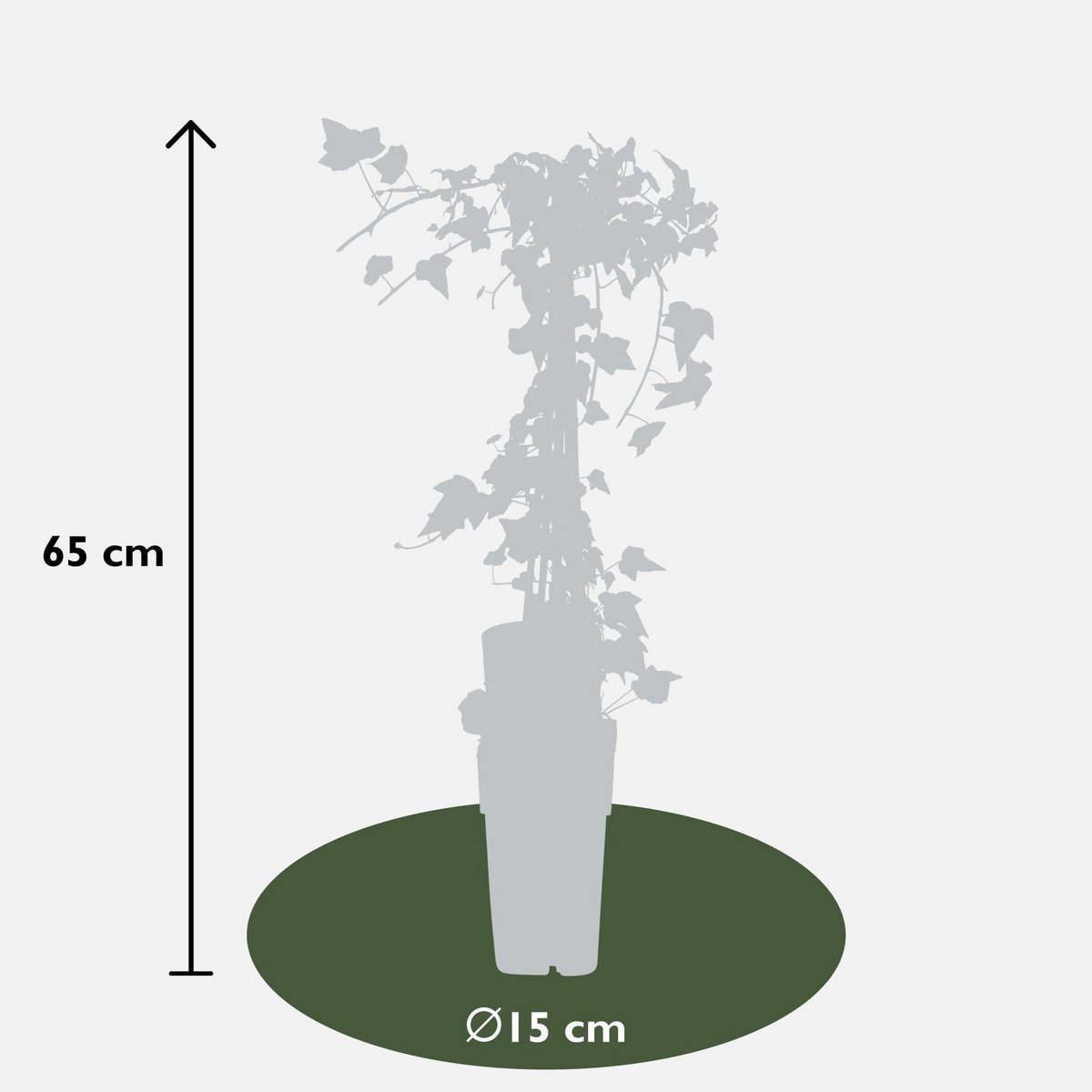 Hedera helix 'Goldheart' - ↕65cm - Ø15