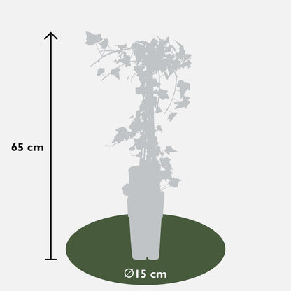 Hedera helix 'Goldheart' - ↕65cm - Ø15