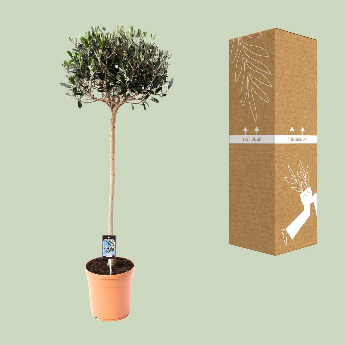 Olive Olea | [P19-H80]