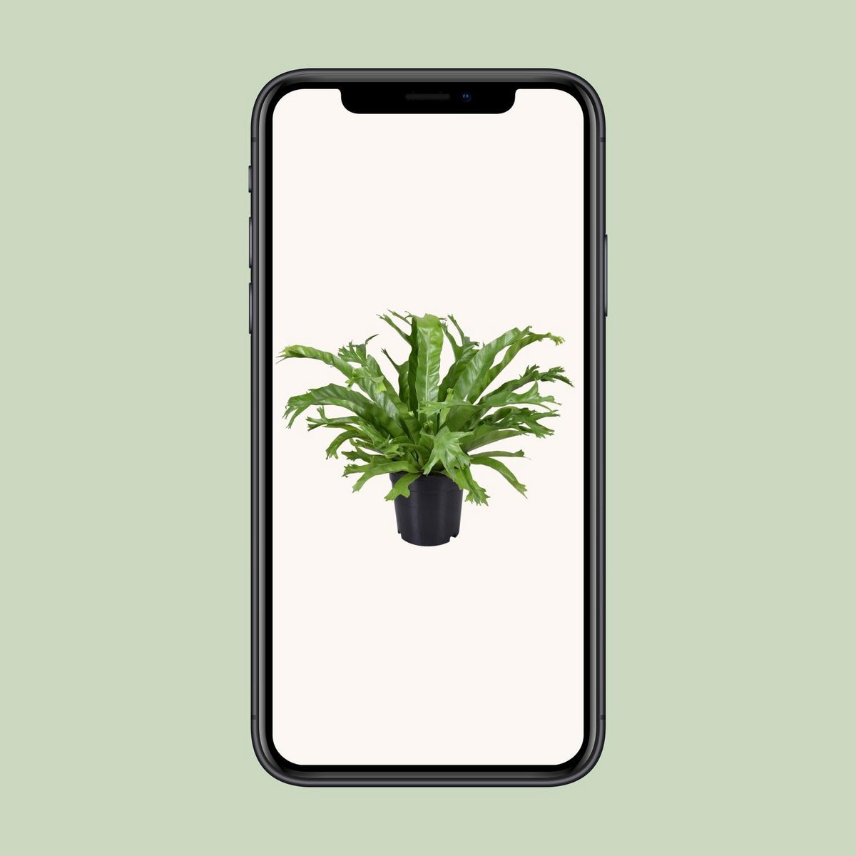 Asplenium Crissie | [P17-H40]