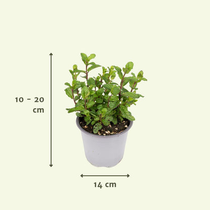 Garden herb mix - 4 pieces - Ø14cm - ↕18cm