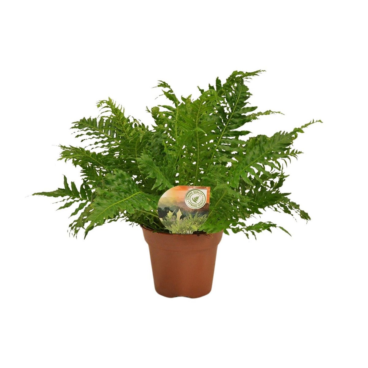 Blechnum Silver Lady - Ø17cm - ↕50cm