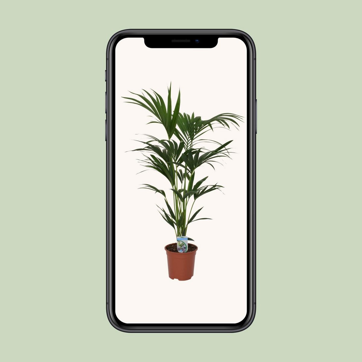 Howea forsteriana - Ø21 - ↨120cm