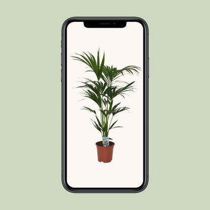 Howea forsteriana - Ø21 - ↨120cm