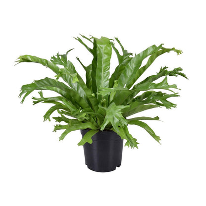 Asplenium Crissie | [P17-H40]