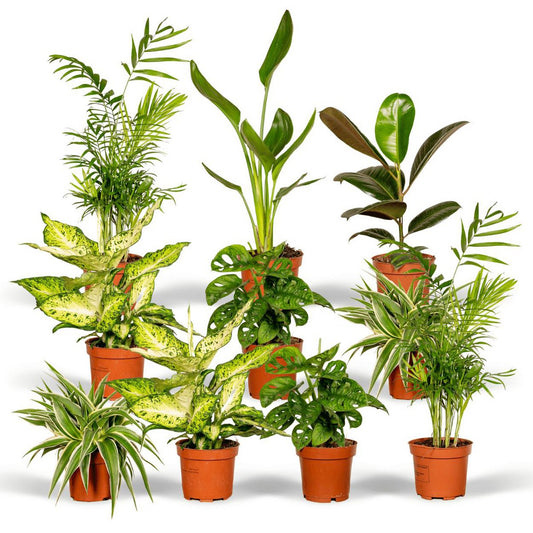 Surprise box - 10 various houseplants - Ø12cm - ↕35cm