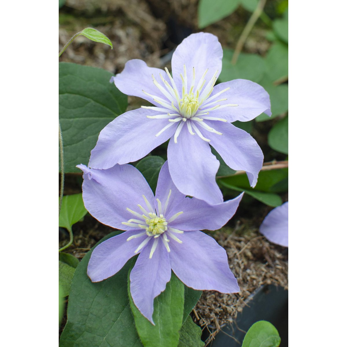 3x - Clematis Justa - ↨65cm - Ø15