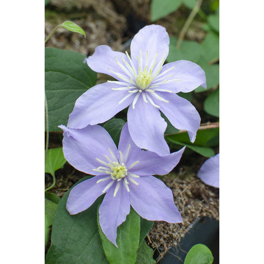 3x - Clematis Justa - ↨65cm - Ø15
