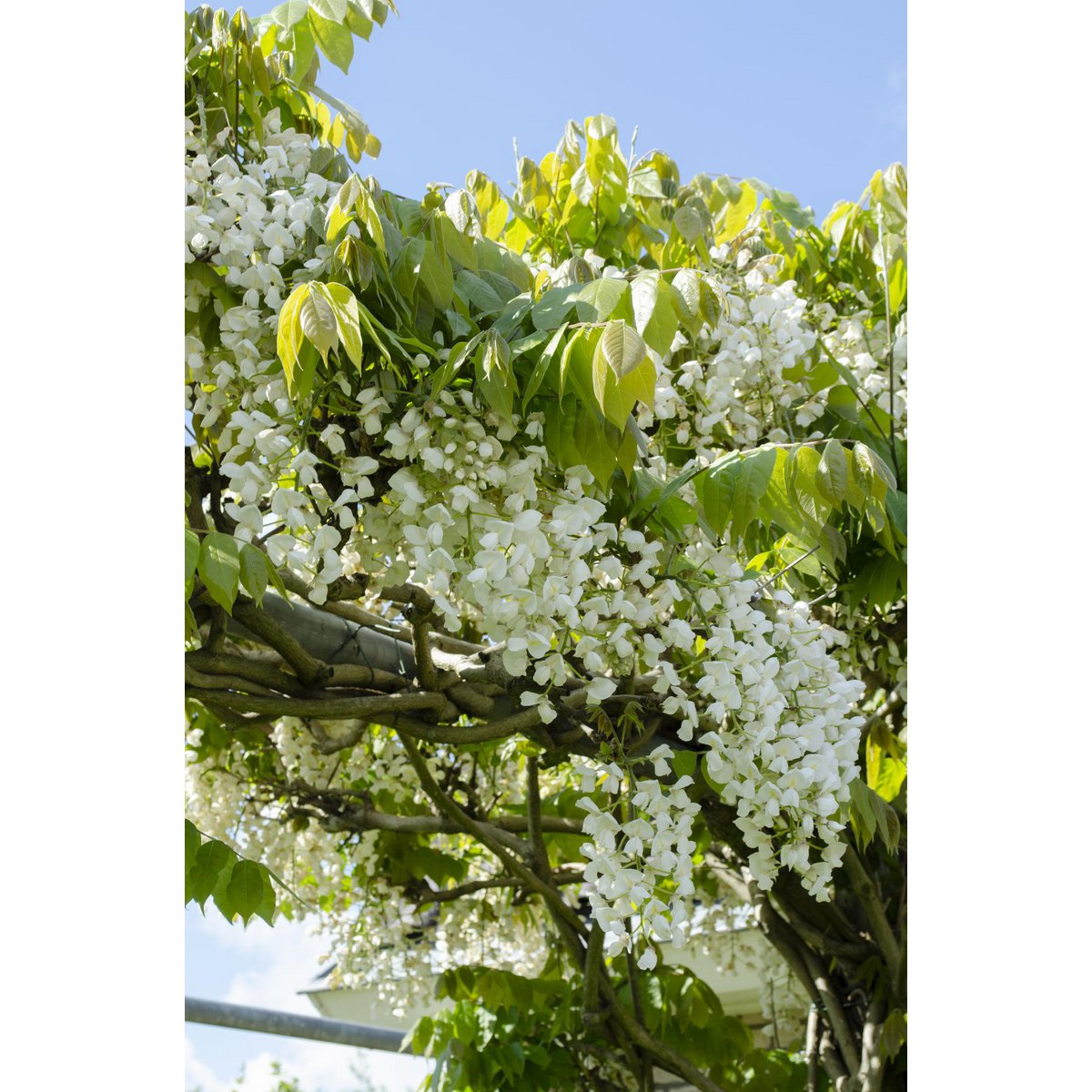 Wisteria floribunda 'longest white' - ↕65cm - ø15