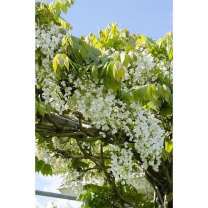 Wisteria floribunda 'longest white' - ↕65cm - ø15