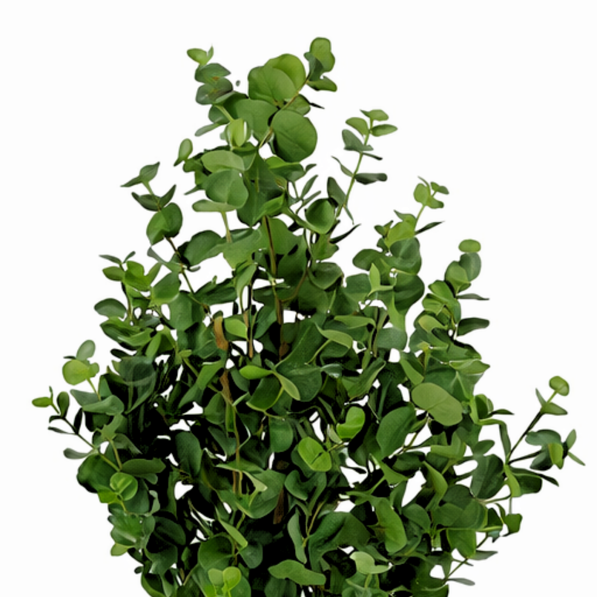 Artificial plant Eucalyptus tree Green