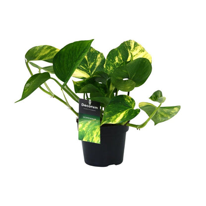 PROMO - Scindapsus (Epipremnum) Aureum - Ø12cm - ↕25cm