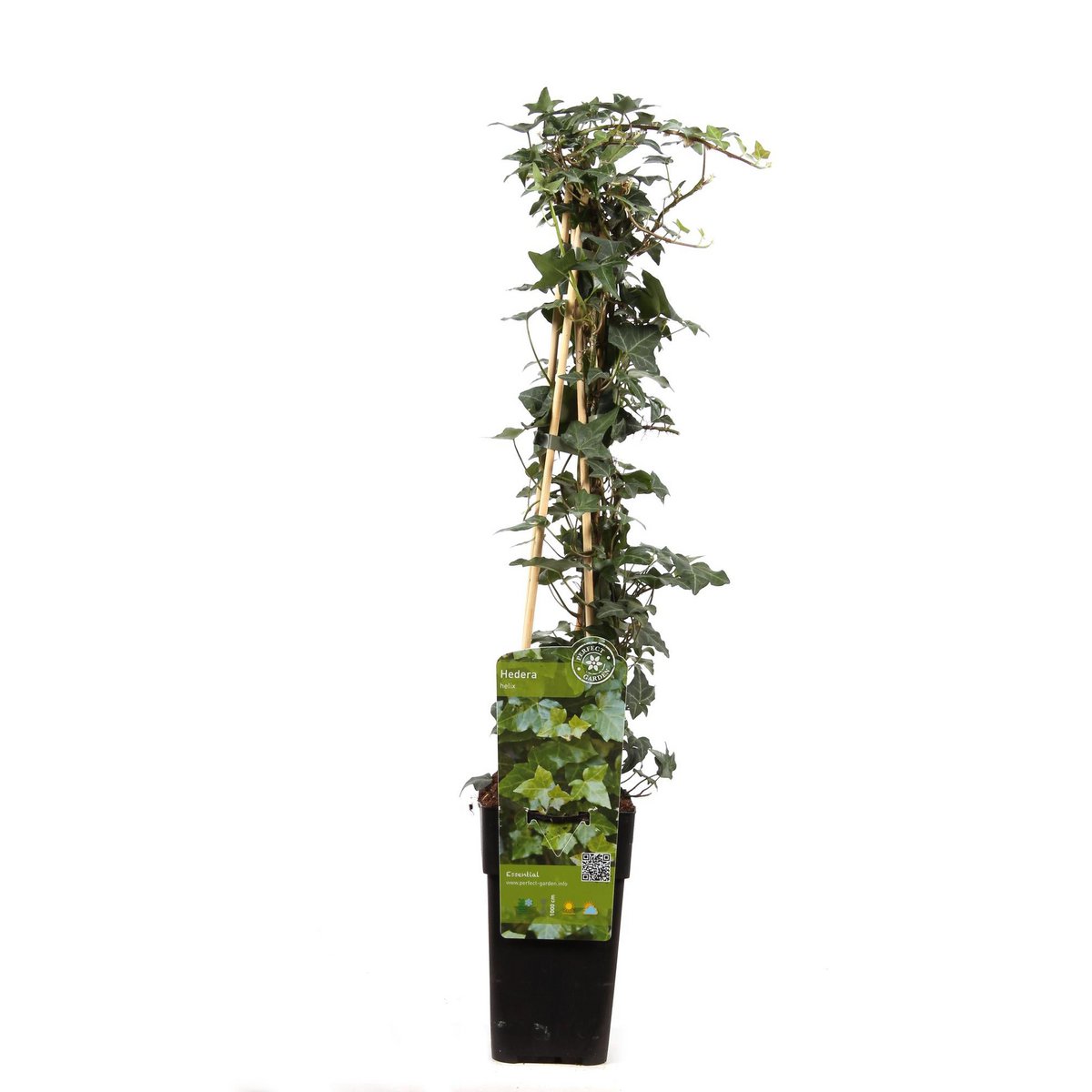 Hedera helix - ↕65cm - Ø15