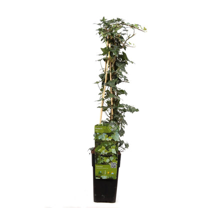 Hedera helix - ↕65cm - Ø15