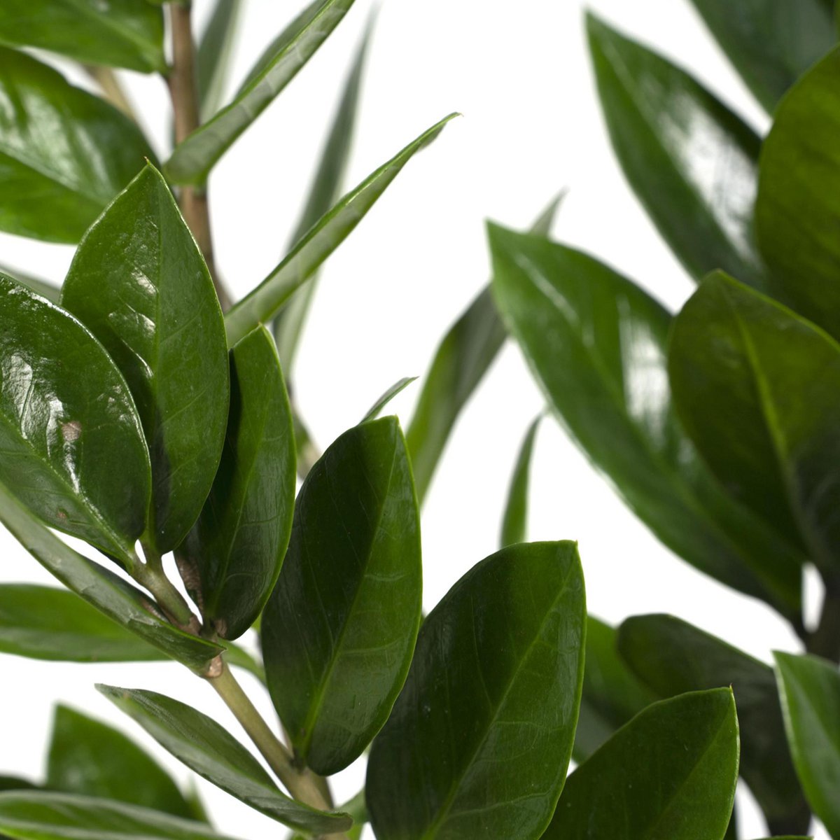 Zamioculcas Zamiifolia - Emerald palm - Ø17cm - ↕70cm