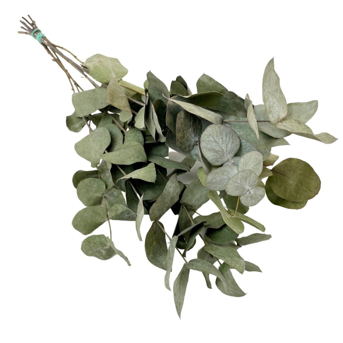 Dried flowers - Eucalyptus Cinerea - 6 bunches - ↕50cm
