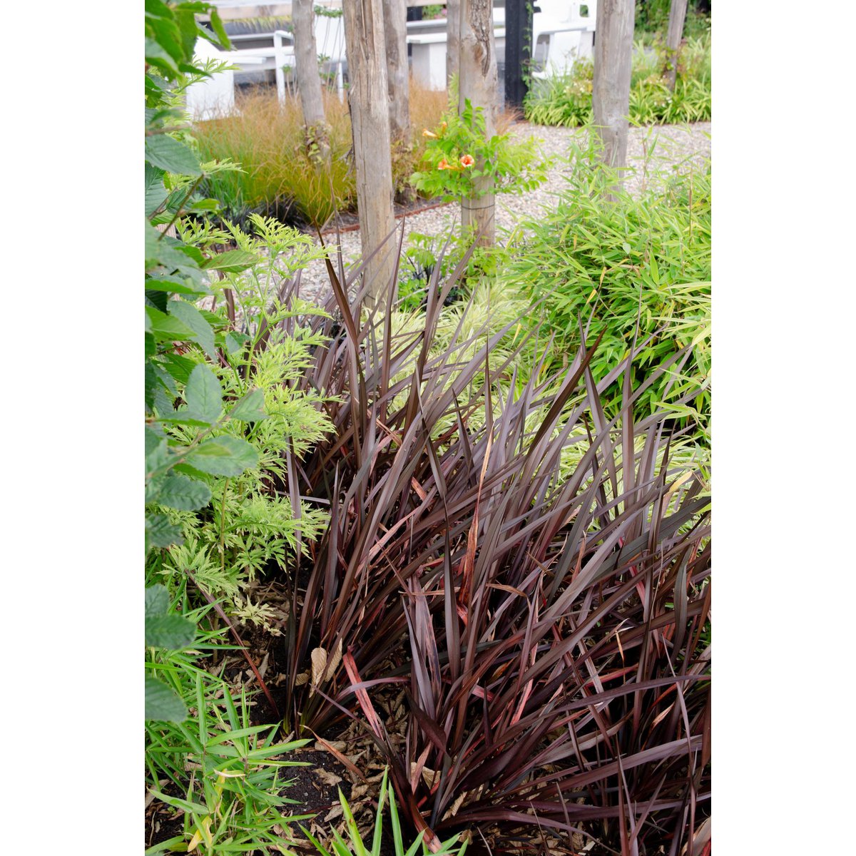 Phormium 'Rubra Nana' - ↕50cm - Ø14