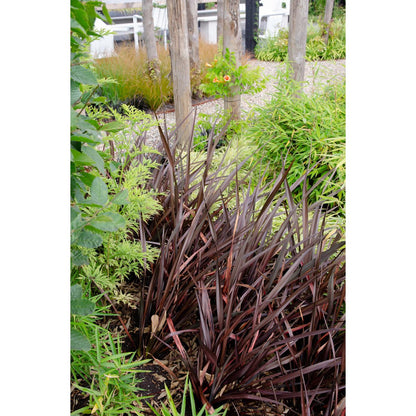 Phormium 'Rubra Nana' - ↕50cm - Ø14