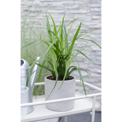 Carex morrowii Irish Green - Ø19cm - ↕40cm - Ø14 - ↨30cm