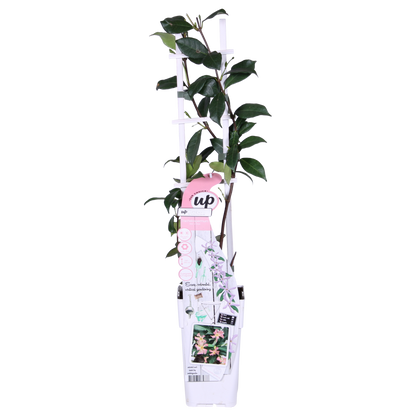 Trachelospermum 'Star of Ibiza' - ↕65cm - Ø15