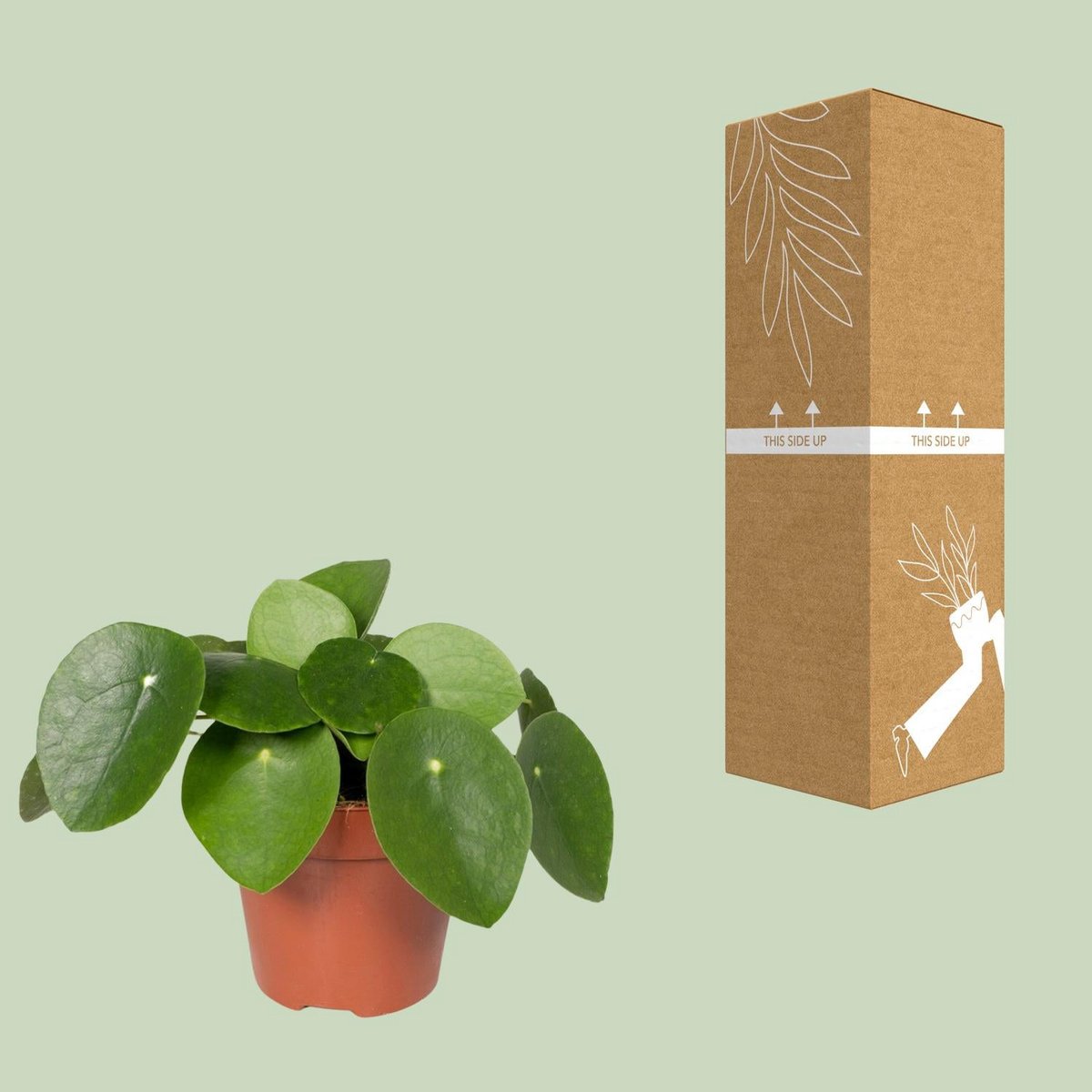 Pilea Peperomiodes | [P12-H20]