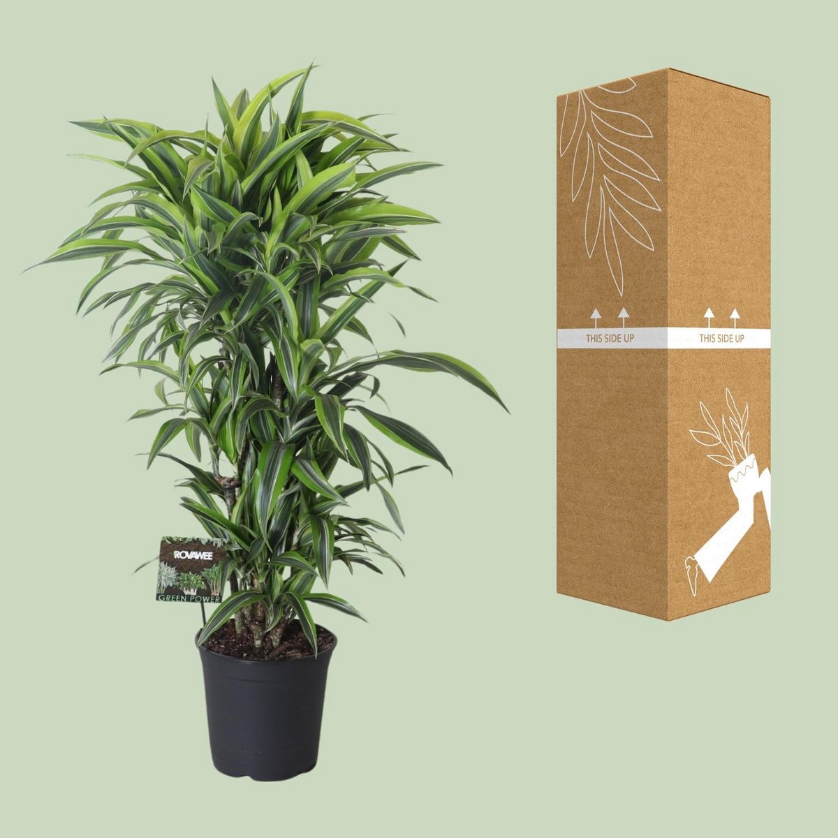 Dracaena Fragrans Lemon Lime branched - Ø27cm - ↕120cm