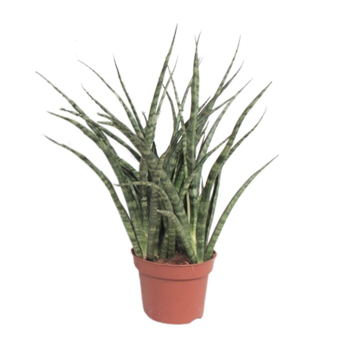 Sansevieria Fernwood Punk | [P12-H35]