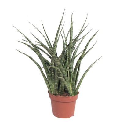 Sansevieria Fernwood Punk | [P12-H35]